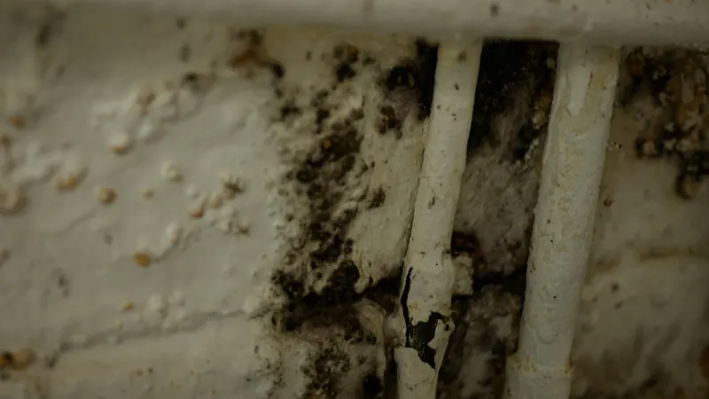 Water damage and mould on a wall